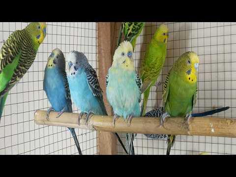 12 hour Happy Budgie Sounds for Sad Birds | Gentle, Friendly Parakeet Chirps