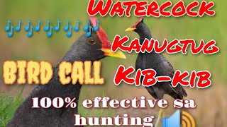 Download lagu WATERCOCK KANUGTOG KIB-KIB CALL SOUNDS FOR HUNTING mp3 Download lagu WATERCOCK KANUGTOG KIB-KIB CALL SOUNDS FOR HUNTING mp3