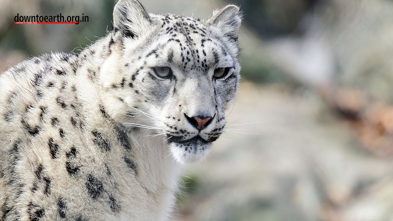 Does pollution affect snow leopards?