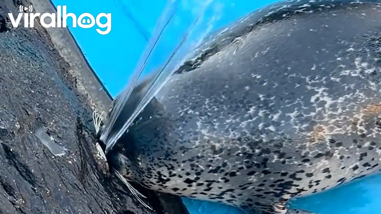 Seal Trying to Seal It Up || ViralHog