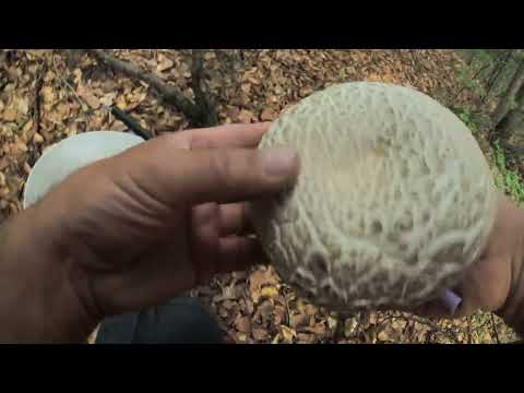 Branje gljiva . 15. 08. 2025.god.