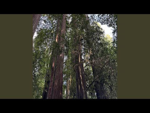 Eclipse (feat. Vizcor)