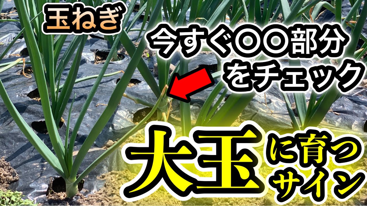 玉ねぎ4月、今この大きさなら大玉が期待できます！小さい場合はコレして下さい