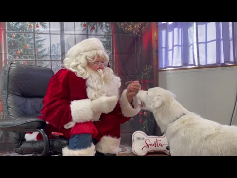Reactive dogs take pictures with Santa - YouTube