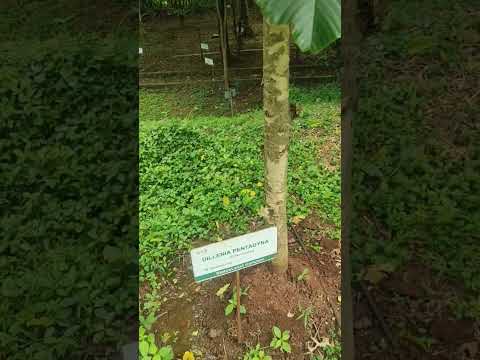 Bhavya#Dillenia pentagyna#Dilleniaceae#Diabetes: The fruit is medicine to manage blood sugar.