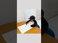 Pingu Penguin Test Shorts