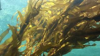 Nonkeen - Diving Platform