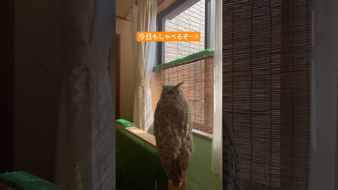 チャットにカラ元気対応wライブ ハイライト