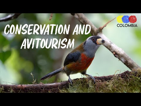 The Importance of Avitourism for Conservation – Bird Watching Colombia