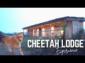 CHEETAH LODGE SAFARI PARK STAY Our Dream Come True Luxury Overnight At West Midlands Safari Park