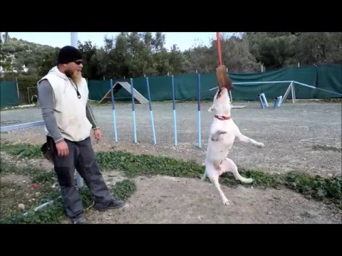 Bull terrier agility and spring pole training!