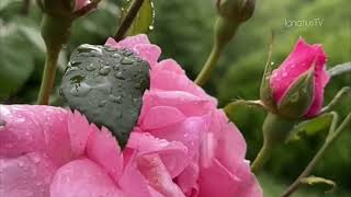 Download lagu Julius Sitanggang - Maria mp3 Download lagu Julius Sitanggang - Maria mp3