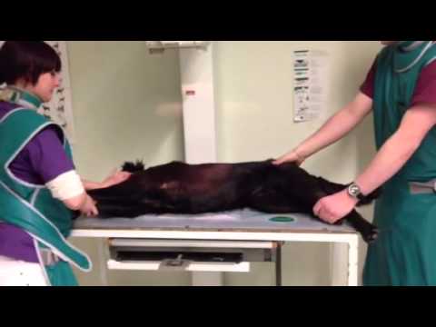 Anfertigen einer Röntgenaufnahme von einem Hund