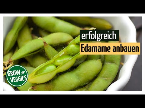 Growing edamame successfully | Soybeans in the garden @Gartengemüsekiosk | Soya