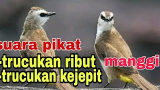 Download lagu suara trucukan ribut kejepit untuk pikat trucukan liar di hutan mp3 Download lagu suara trucukan ribut kejepit untuk pikat trucukan liar di hutan mp3