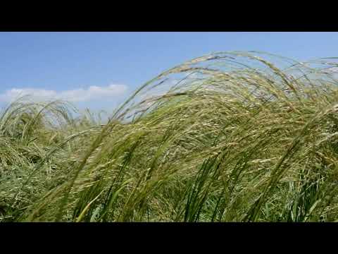 Teff (Eragrostis tef) is a gluten free staple food grain in Ethiopia