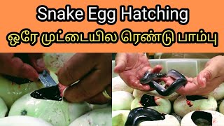 Snake Egg Hatching | ஒரே முட்டையில ரெண்டு பாம்பு | Tamil | SIMPLE WORLD #shorts