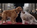 Dog Marries Cat You Won T Believe This Wedding