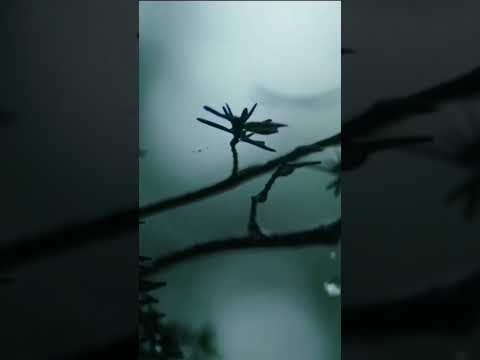 නොරිකෝ මං ආදරෙයි     කියනු බෑ ලං වෙලා.....           #noriko #udani #shorts #songs