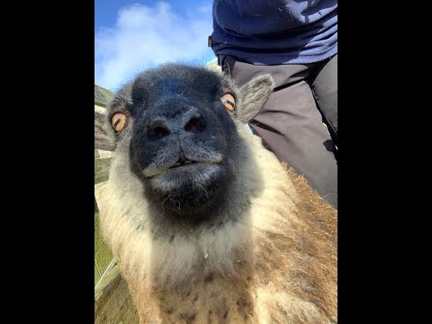 Fair Isle through a lens - Episode 33