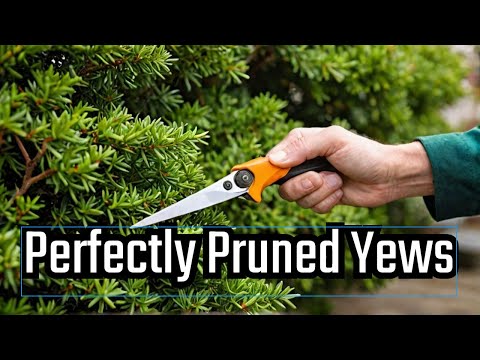 Pruning Yews