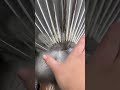 We love the tail shaking #birds #peacockfamily #funnyanimals #peacocks #farmbirds #peacocklife