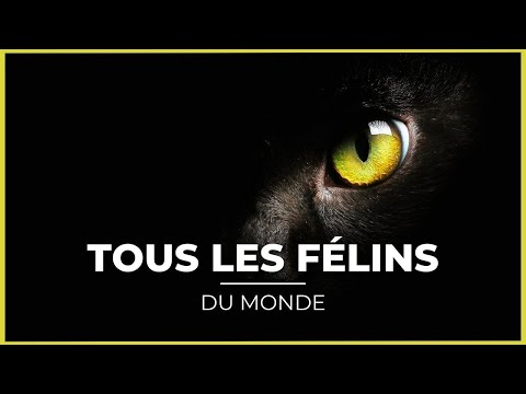 ALL SPECIES of FELINES! 🦁😍 (+ 40 species!)