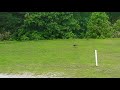 Wild Turkey Walking Around