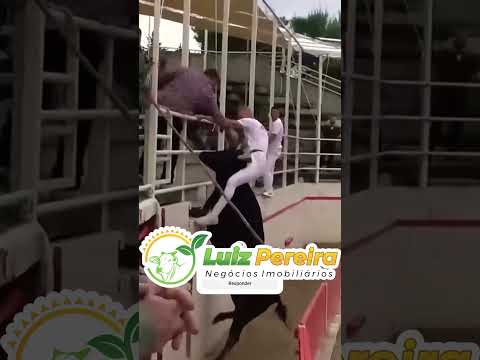 Olha só essa chifrada #Boiadeiro #Boibravo#Agro#Touro#Nelore#Vidanaroça #rodeio#montaria#cowboy