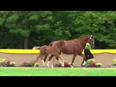 HF Londontime/ Riverside/ Cabaret