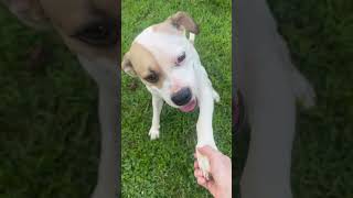 Video preview image #1 American Staffordshire Terrier-Boxer Mix Puppy For Sale in Arlington, VA, USA