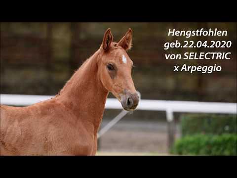Hengstfohlen , geb 22 04 2020 von SELECTRIC x Arpeggio
