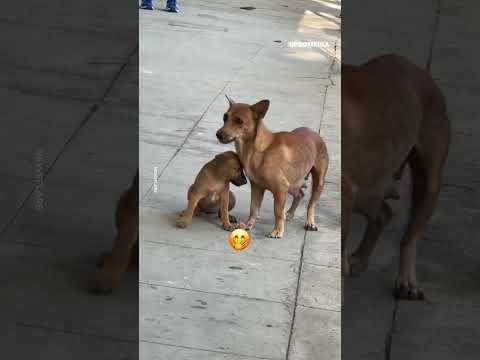 ลูกดื้อ แม่ต้องมาตามกลับบ้าน #หมาดื้อ #หมา #แม่หมา