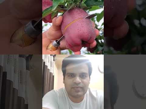 Delicious red apple cutting #trending #shorts