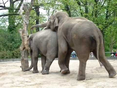 Зоосек. Индийские зоо. Животные ебутся в близи. Слоны ебутся крупным планом. Слоны ебутся друг с другом.