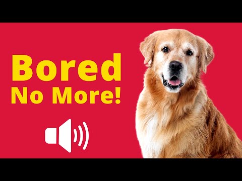 Dog Entertainment Mode - Guaranteed Reactions! 😂