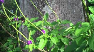 nativa resort   costa rica