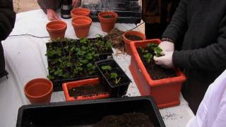 Hollywood Garden - Natural Agriculture 2010