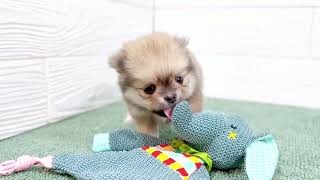 ハーフ犬の動画01