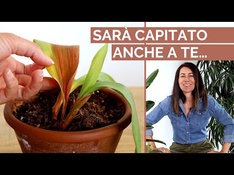 ROOT ROT: What it is, how to avoid it, and how to fix it! | Black thumb proof…