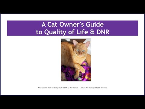A Cat Owner's Guide to Quality of Life and D.N.R. - This Old Cat Videos No. 1