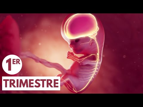 1er Trimestre | Guide de Grossesse