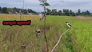 Download lagu mikat cendet pakai pulut tancap dan mp3 tanpa menggunakan pikat mp3