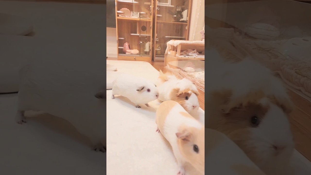 ﾌﾟｲﾌﾟｲﾌﾟｲﾌﾟｲﾌﾟｲﾌﾟｲﾌﾟｲﾌﾟｲ… #モルモット #guineapig #モルモットの鳴き声