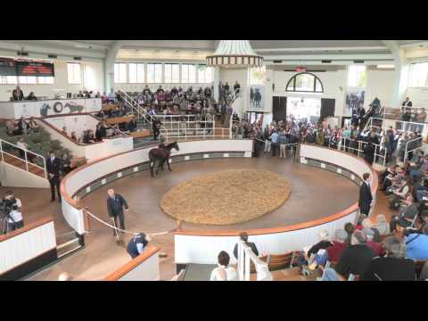 Tattersalls October Yearling Sale Book 1: Day 1 Review