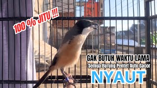 Download lagu cendet gacor PANJANG BONGKAR ISIAN untuk PANCINGAN CENDET AGAR BUNYI bikin BURUNG PENTET GACOR mp3 Download lagu cendet gacor PANJANG BONGKAR ISIAN untuk PANCINGAN CENDET AGAR BUNYI bikin BURUNG PENTET GACOR mp3