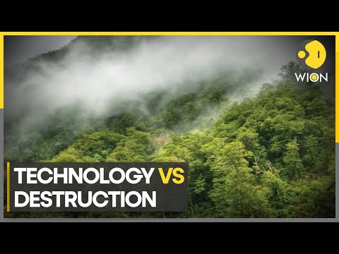 'Seeds of hope' in Amazon forest: From deforestation to regeneration | World News | WION