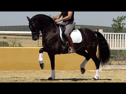 GP Black Andalusian PRE Gelding 2014 - 1,60 m (#MP537)