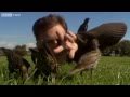 Help! I'm Being Predated By A Starling! - The Animal's Guide To Britain, Episode 2 - BBC Two