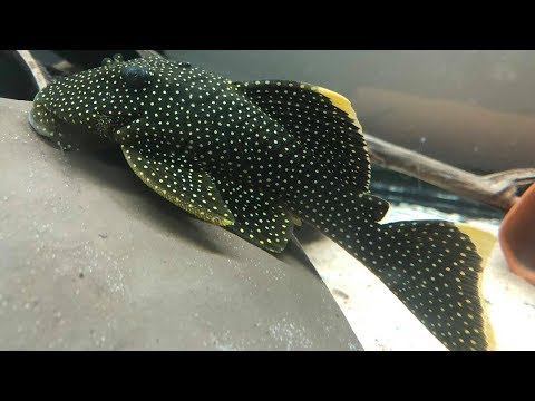 Gold Nugget Pleco — Baryancistrus xanthellus L018